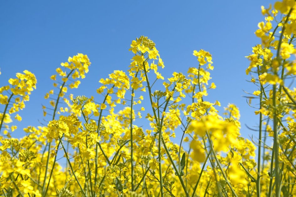 Plant Information and Variety Selection of Rapeseed | Wikifarmer